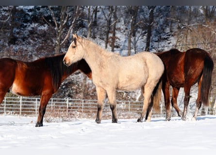Berber, Hengst, 2 Jaar, 155 cm, Buckskin