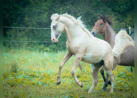 Berber, Hengst, 2 Jaar, 155 cm, Sabino