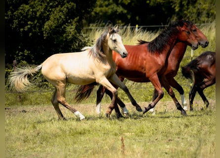 Berber, Hengst, 2 Jahre, 137 cm, Buckskin