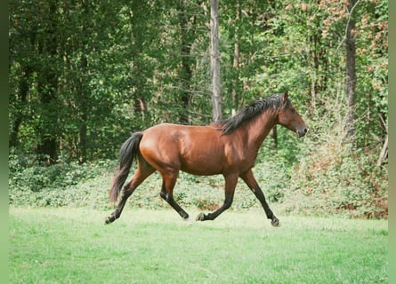 Berber, Hengst, 2 Jahre, 155 cm, Brauner