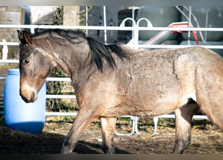 Berber, Hengst, 3 Jaar, 155 cm, Roan-Blue