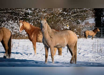 Berber, Hengst, 3 Jaar, 155 cm, Sabino