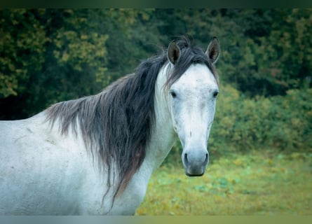 Berber, Hengst, 3 Jahre, 150 cm, Blauschimmel