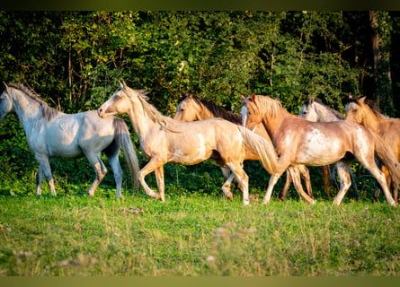 Berber, Hengst, 3 Jahre, 152 cm