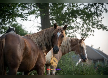 Berber, Hengst, 3 Jahre, 153 cm, Fuchs