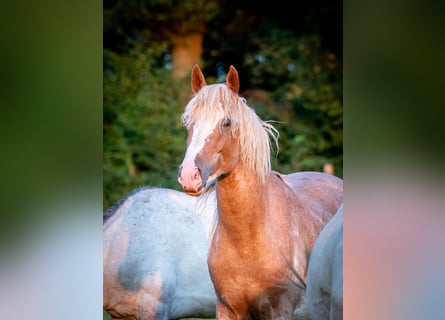 Berber, Hengst, 3 Jahre, 154 cm, Sabino