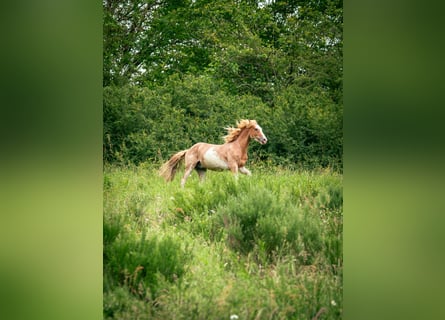 Berber, Hengst, 3 Jahre, 154 cm, Sabino