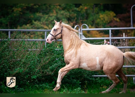 Berber, Hengst, 3 Jahre, 155 cm, Sabino