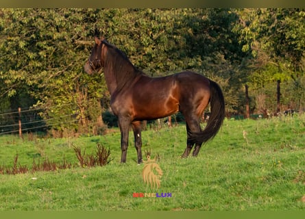 Berber, Hengst, 6 Jaar, 155 cm, Donkerbruin