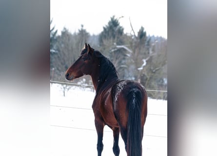 Berber, Hengst, 9 Jahre, 155 cm, Dunkelbrauner