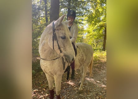Berber, Mare, 12 years, 15.1 hh, Gray-Dapple