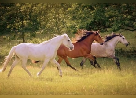 Berber, Mare, 3 years