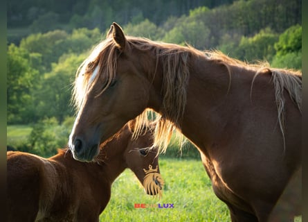 Berber, Mare, 4 years, 15,1 hh, Sorrel