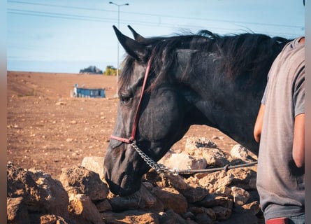 Berber, Stute, 5 Jahre, 15,1 hh, Rappe