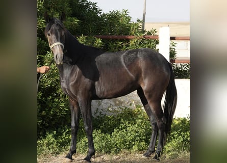 Berber, Merrie, 2 Jaar, 155 cm