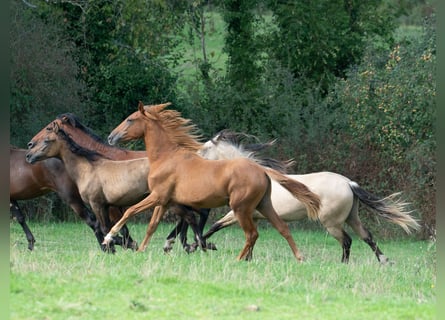Berber, Stallion, 1 year, 15.1 hh, Chestnut-Red