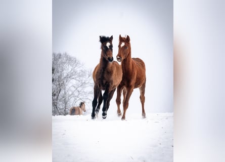 Berber, Stallion, 1 year, 15.1 hh, Chestnut-Red