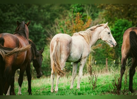 Berber, Stallion, 1 year, 15 hh, Can be white