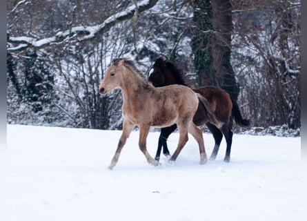 Berber, Stallion, 1 year, 15,2 hh, Buckskin