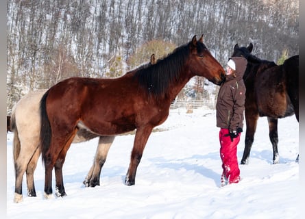 Berber, Stallion, 2 years, 15.1 hh, Brown
