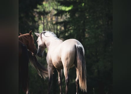 Berber, Stallion, 2 years, 15.1 hh, Buckskin