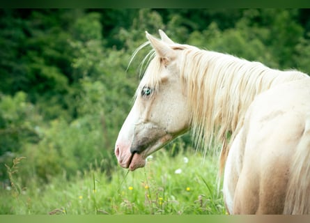 Berber, Stallion, 3 years, 14.3 hh