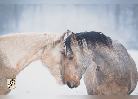 Berber, Stallion, 3 years, 14,3 hh, Buckskin