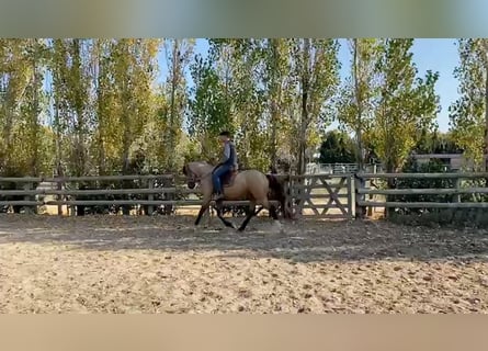 Berber, Stallion, 3 years, 14,3 hh, Buckskin