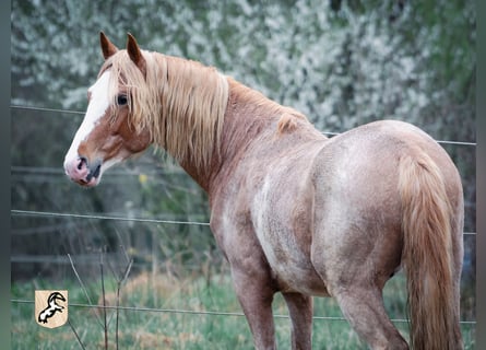 Berber, Stallion, 4 years, 15 hh, Sabino
