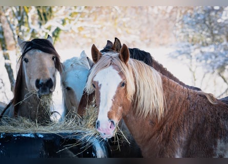 Berber, Stallion, 4 years, 15 hh, Sabino