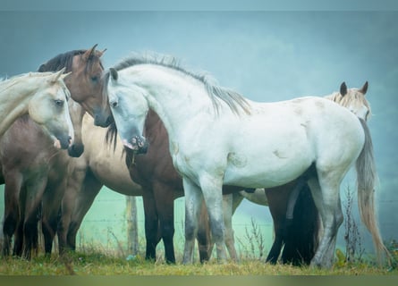 Berber, Stallion, 5 years, 15,2 hh, Brown Falb mold