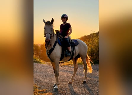 Berber, Stallion, 5 years, 15,2 hh, Brown Falb mold