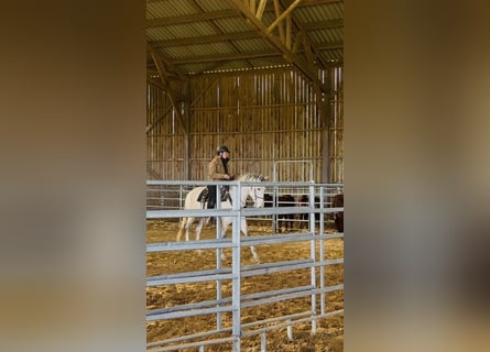 Berber, Stallion, 6 years, 15.2 hh, Brown Falb mold