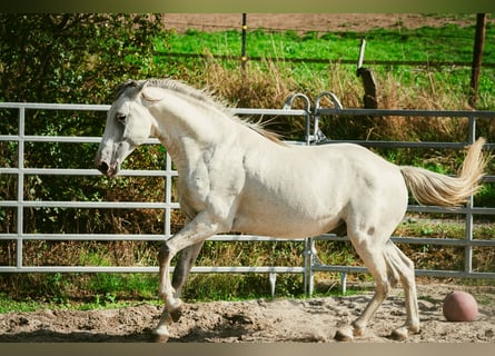 Berber, Stallion, 6 years, 15.2 hh, Brown Falb mold