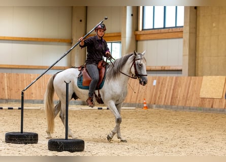 Berber, Stallion, 6 years, 15.2 hh, Brown Falb mold