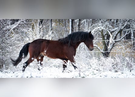 Berber, Stallion, 8 years, 15,1 hh, Bay-Dark