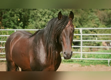 Berber, Stallion, 9 years, 15.1 hh, Bay-Dark