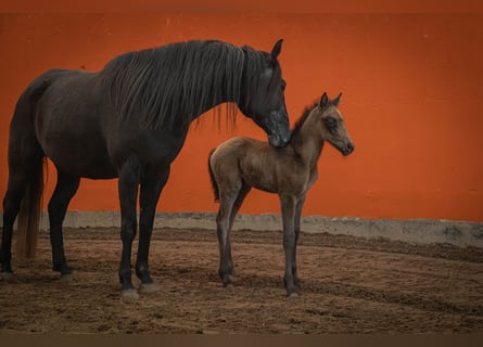 Berber, Stallion, Foal (03/2023), 15 hh, Can be white