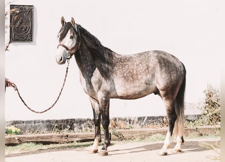 Berber, Stallion, 5 years, 14,2 hh, Gray-Blue-Tan