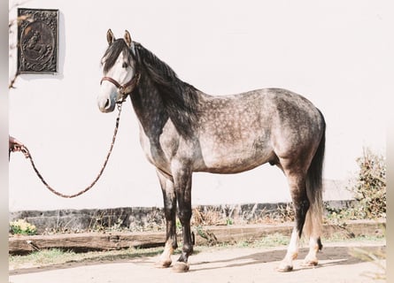 Berber, Stallion, 5 years, 14,2 hh, Grey-Blue-Tan