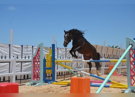 Berbère, Étalon, 11 Ans, 146 cm, Bai