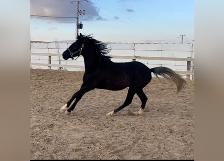 Berbère, Étalon, 2 Ans, 154 cm, Noir