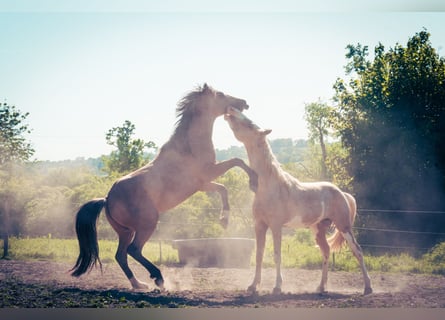 Berbère, Étalon, 3 Ans, 152 cm, Buckskin