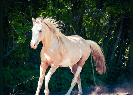 Berbère, Étalon, 3 Ans, 155 cm, Sabino