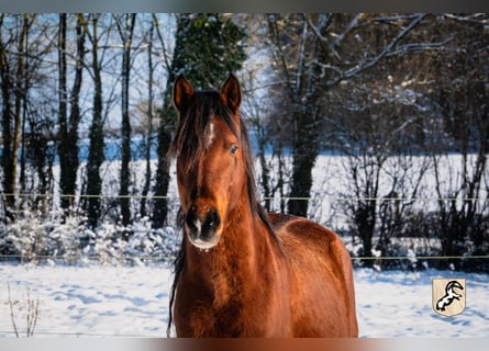 Berbère, Étalon, 4 Ans, 152 cm, Bai