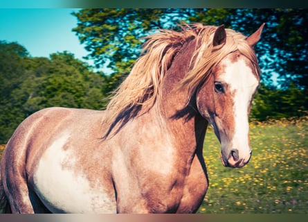 Berbère, Étalon, 4 Ans, 154 cm, Sabino