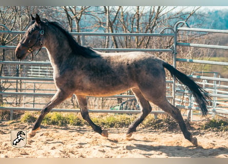Berbère, Étalon, 4 Ans, 155 cm, Rouan Bleu