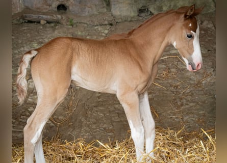 Berbère, Étalon, Poulain (07/2025), 154 cm, Peut devenir gris