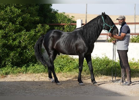 Berbère, Jument, 3 Ans, 154 cm