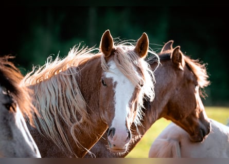 Berberhäst, Hingst, 2 år, 154 cm, Sabino